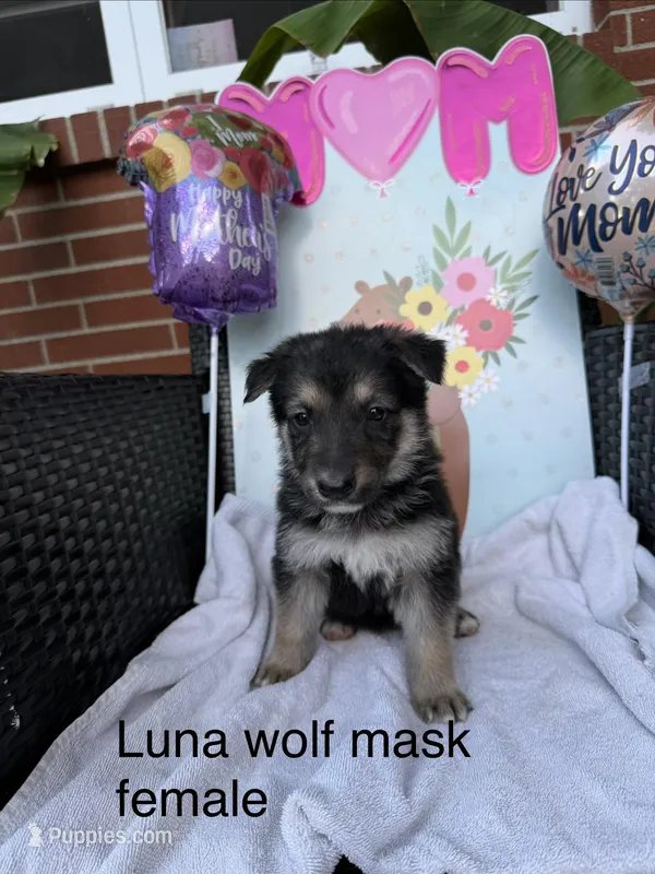 Luna  – German Shepherd Dog puppy for sale in Louisville, KY
