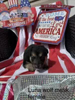 Luna , a female German Shepherd Dog for sale in Louisville, KY – Photo 2 of 3