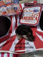 Luna , a female German Shepherd Dog for sale in Louisville, KY – Photo 3 of 3