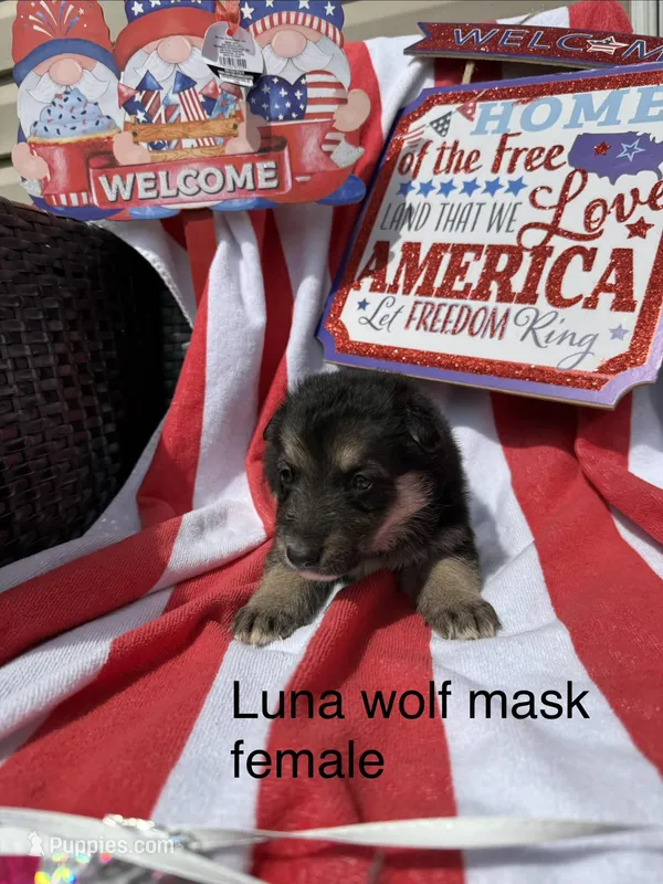 Luna  – German Shepherd Dog puppy for sale in Louisville, KY