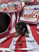Luna , a female German Shepherd Dog for sale in Louisville, KY – Photo 1 of 3