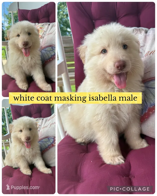 John D  – German Shepherd Dog puppy for sale in Louisville, KY