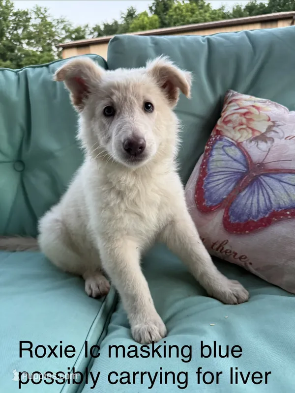 Roxie  – German Shepherd Dog puppy for sale in Louisville, KY