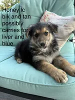 Honey , a female German Shepherd Dog for sale in Louisville, KY – 4 of 6