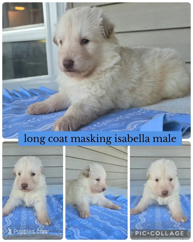 John D  – German Shepherd Dog puppy for sale in Louisville, KY