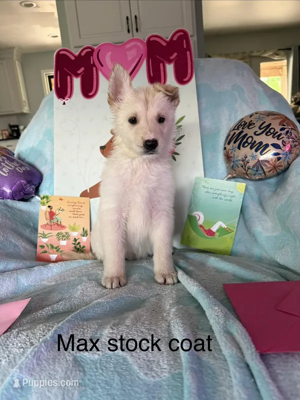 Max  – German Shepherd Dog puppy for sale in Louisville, KY