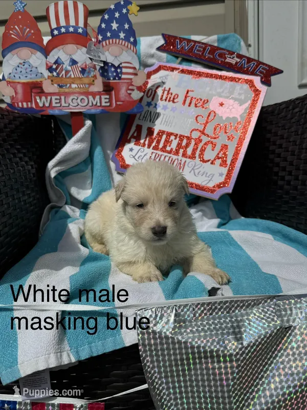 Max  – German Shepherd Dog puppy for sale in Louisville, KY