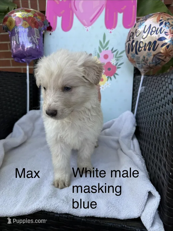 Max  – German Shepherd Dog puppy for sale in Louisville, KY