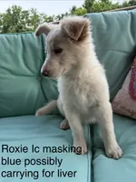 Roxie , a female German Shepherd Dog for sale in Louisville, KY – 3 of 3