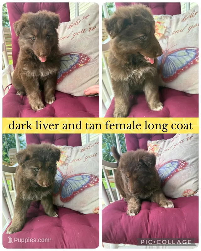 Summer  – German Shepherd Dog puppy for sale in Louisville, KY