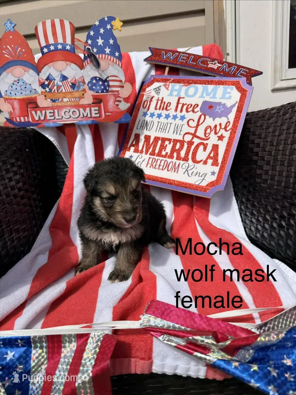 Mocha  – German Shepherd Dog puppy for sale in Louisville, KY
