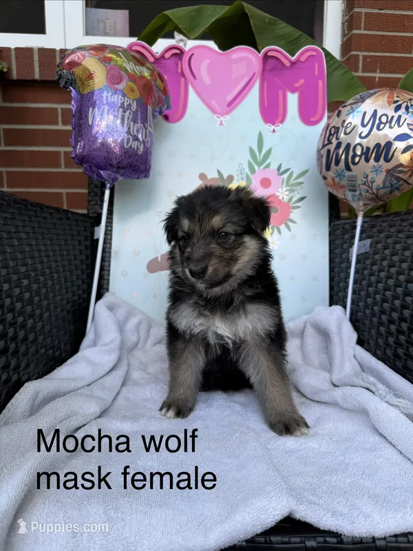 Mocha  – German Shepherd Dog puppy for sale in Louisville, KY