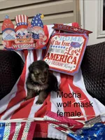 Mocha , a female German Shepherd Dog for sale in Louisville, KY – Photo 2 of 2