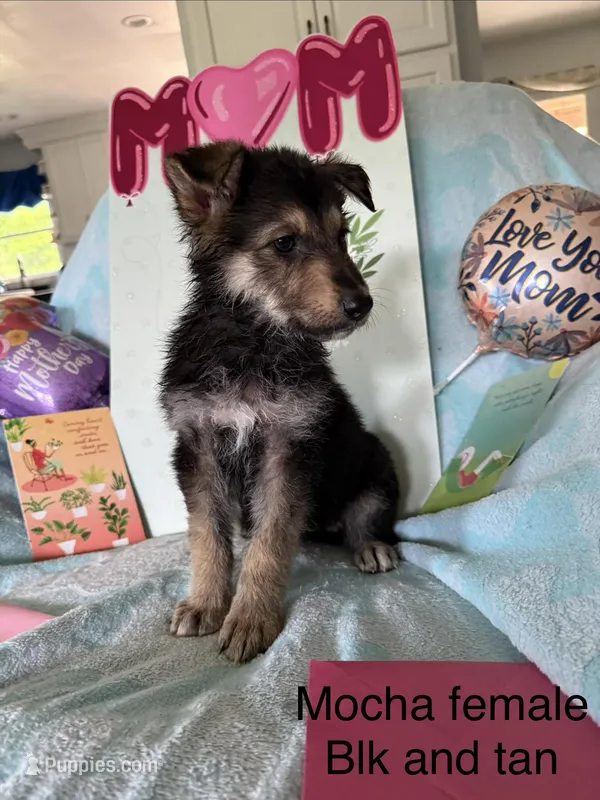 Mocha  – German Shepherd Dog puppy for sale in Louisville, KY