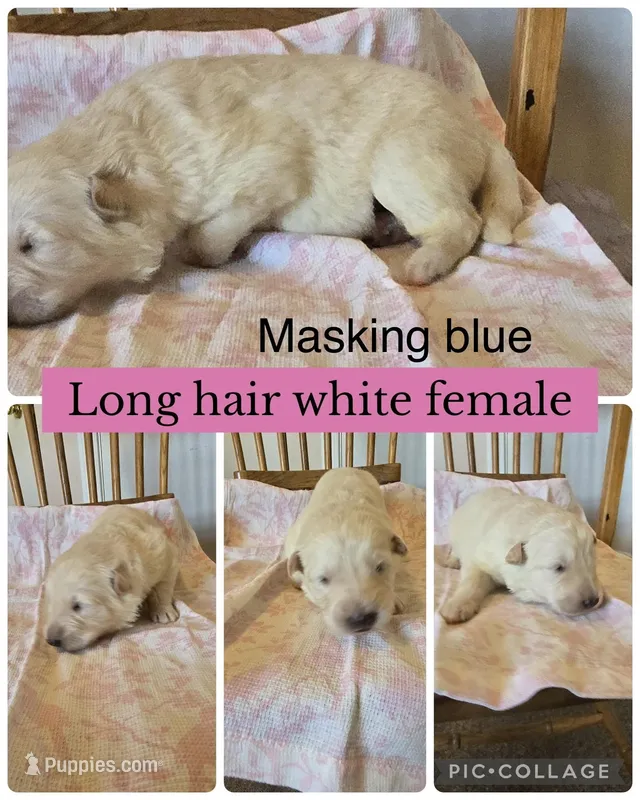 Beth  – German Shepherd Dog puppy for sale in Louisville, KY