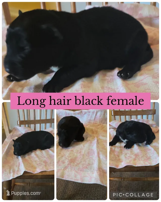 Summer  – German Shepherd Dog puppy for sale in Louisville, KY