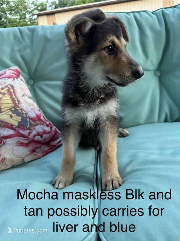 Mocha  – German Shepherd Dog puppy for sale in Louisville, KY