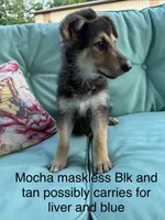 Mocha , a female German Shepherd Dog for sale in Louisville, KY – 2 of 2
