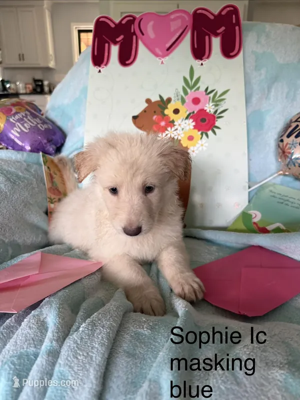Sophie  – German Shepherd Dog puppy for sale in Louisville, KY
