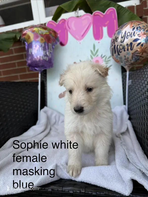 Sophie  – German Shepherd Dog puppy for sale in Louisville, KY