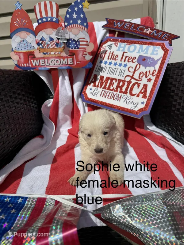 Sophie  – German Shepherd Dog puppy for sale in Louisville, KY