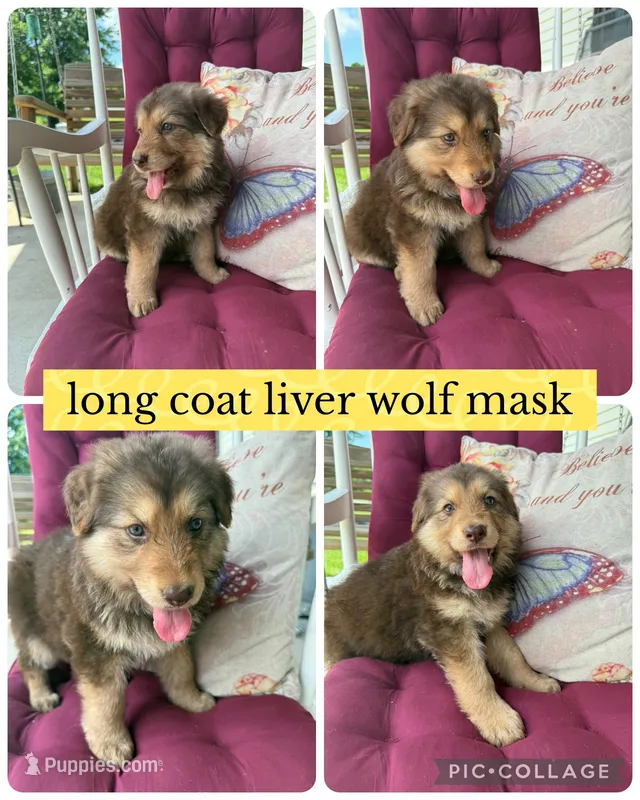 Lenell  – German Shepherd Dog puppy for sale in Louisville, KY