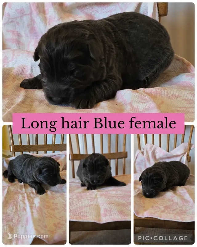 Teeter  – German Shepherd Dog puppy for sale in Louisville, KY