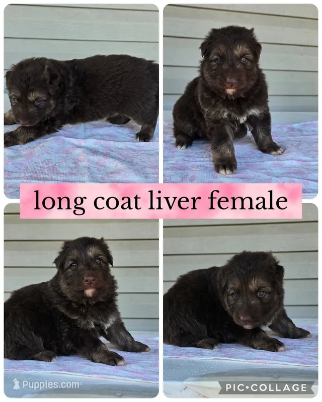 Summer  – German Shepherd Dog puppy for sale in Louisville, KY