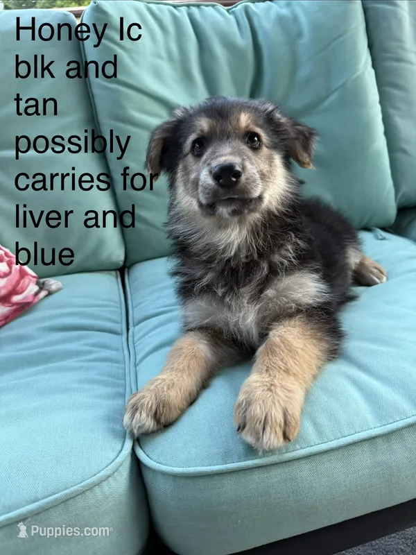 Honey  – German Shepherd Dog puppy for sale in Louisville, KY
