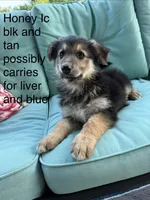 Honey , a female German Shepherd Dog for sale in Louisville, KY – 2 of 6