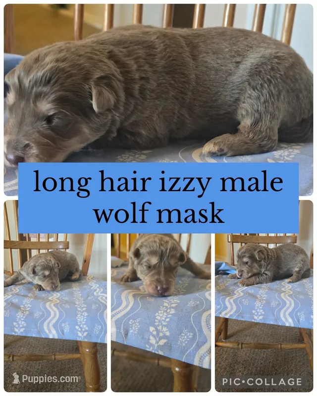 Ripp  – German Shepherd Dog puppy for sale in Louisville, KY