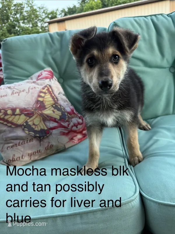 Mocha  – German Shepherd Dog puppy for sale in Louisville, KY