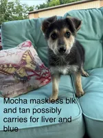 Mocha , a female German Shepherd Dog for sale in Louisville, KY – 1 of 2