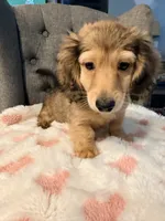 💕Paisley💕, a female Miniature Dachshund for sale in Plum, PA – 4 of 8