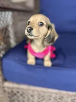 Miley, a female Miniature Dachshund for sale in Plum, PA – Photo 3 of 10