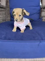 Miley, a female Miniature Dachshund for sale in Plum, PA – Photo 5 of 10