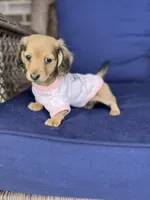 Miley, a female Miniature Dachshund for sale in Plum, PA – Photo 4 of 10