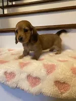 Miley, a female Miniature Dachshund for sale in Plum, PA – Photo 10 of 10