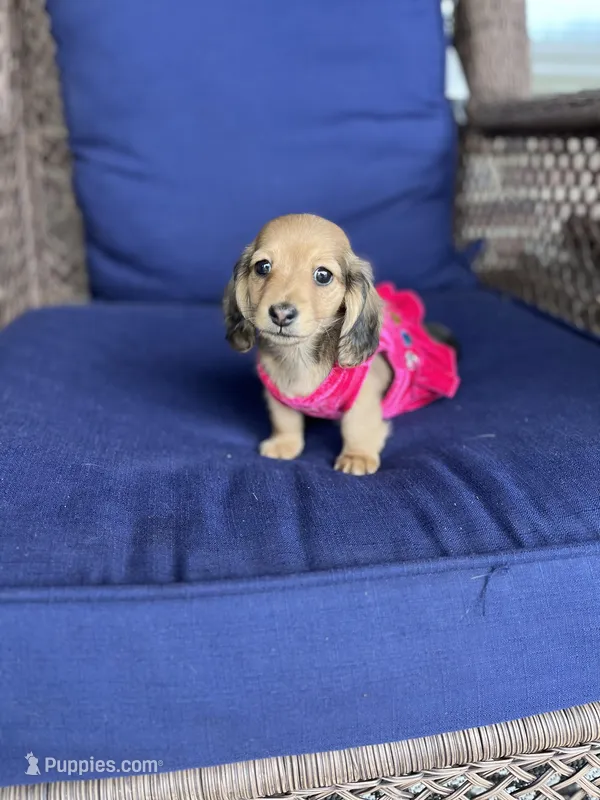 Miley, a female Miniature Dachshund for sale in Plum, PA – Photo 1 of 10