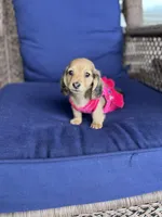 Miley, a female Miniature Dachshund for sale in Plum, PA – Photo 1 of 10