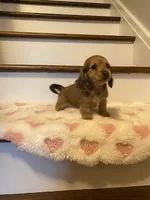 Miley, a female Miniature Dachshund for sale in Plum, PA – Photo 8 of 10