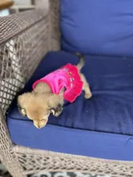 Miley, a female Miniature Dachshund for sale in Plum, PA – Photo 6 of 10