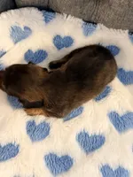💚Huey💚, a male Miniature Dachshund for sale in Plum, PA – 2 of 3