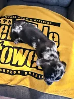 💙Smokey💙, a male Miniature Dachshund for sale in Plum, PA – 4 of 10