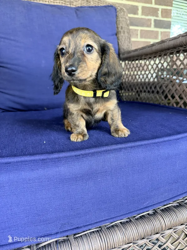 ❤️May❤️ – Miniature Dachshund puppy for sale in Plum, PA