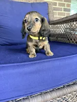 ❤️Maisy❤️, a female Miniature Dachshund for sale in Plum, PA – 1 of 10