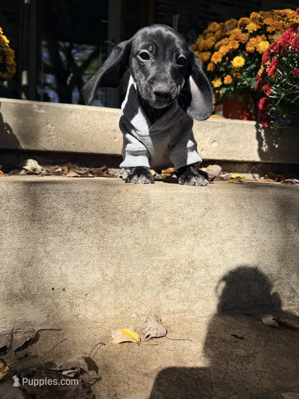 💚Jett💚 – Miniature Dachshund puppy for sale in Plum, PA