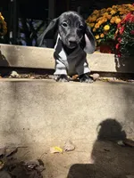 💚Jett💚, a male Miniature Dachshund for sale in Plum, PA – 1 of 9