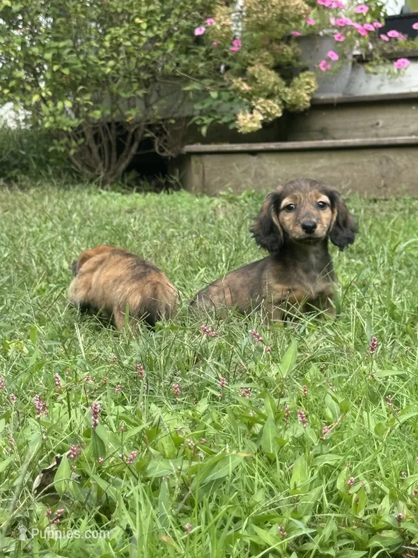 🩵Duey🩵 – Miniature Dachshund puppy for sale in Plum, PA
