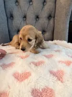 🩷Lil Miss Dolly🩷, a female Miniature Dachshund for sale in Plum, PA – 2 of 9
